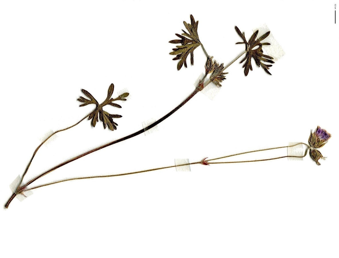 Geranium columbinum (Geraniaceae)